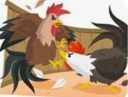 Warga Resah, Arena Judi Sabung Ayam di Sintang Diduga Dibekingi Oknum Aparat