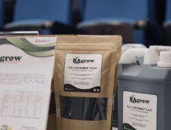 Gandeng UGM, PTBA Luncurkan Pilot Project Kalium Humat, Dukung Swasembada Pangan Nasional