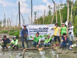 Tanam 10.000 Bibit Mangrove di Lampung Timur, PTBA Lakukan Penghijauan 