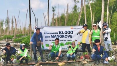 Tanam 10.000 Bibit Mangrove di Lampung Timur, PTBA Lakukan Penghijauan 