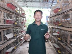 Dari Tambang Ilegal ke Kandang Puyuh  Eks Penambang Desa Sleman Bangkit Lewat Program Desa Impian PTBA