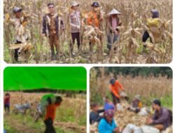 Polsek Meranti Panen Perdana Jagung  Di Lahan Demplot