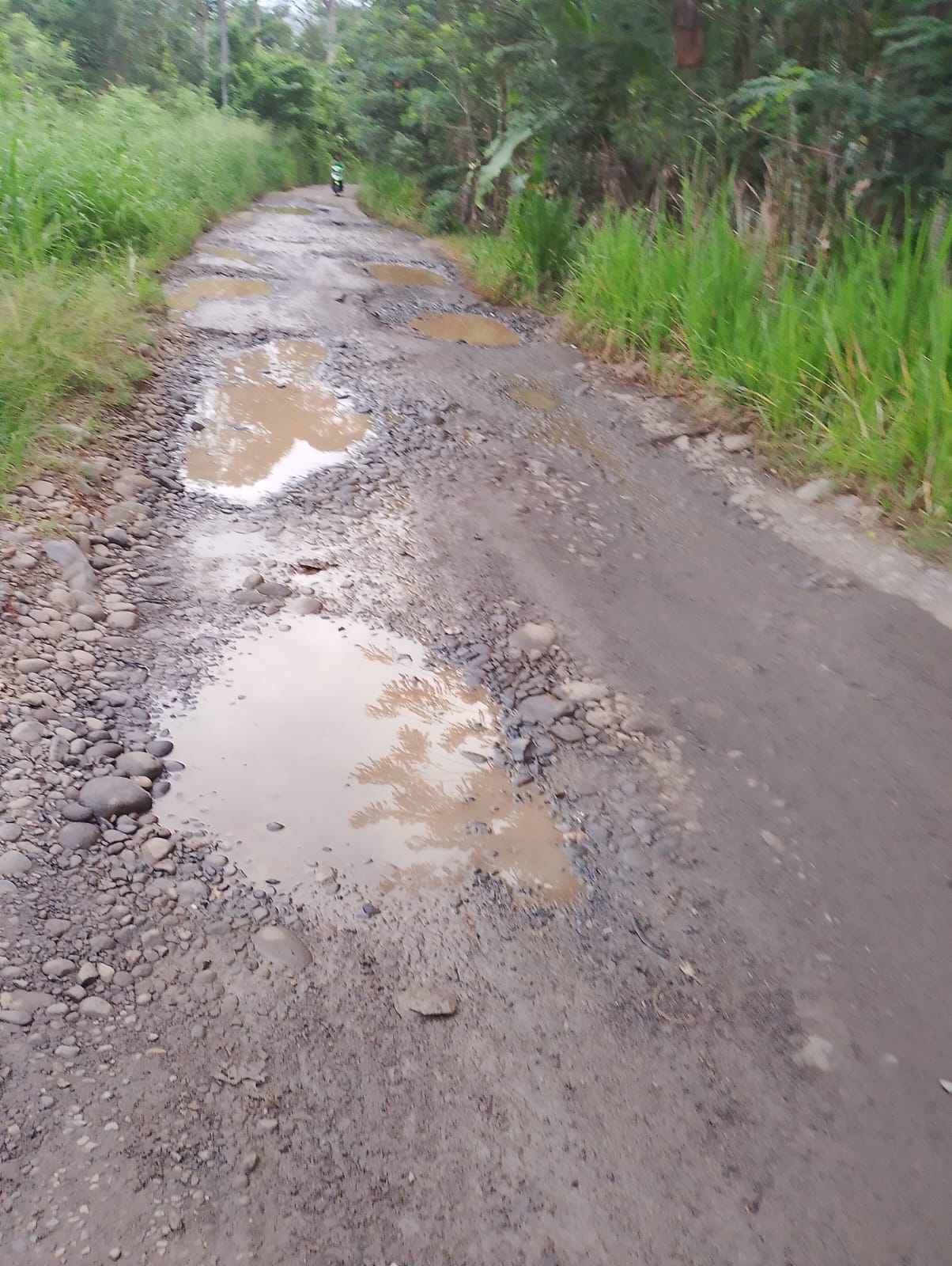 “15 Kilometer Derita: Jalan Kubangan Kerbau di Empat Lawang Ancam Masa Depan Anak Sekolah”