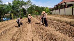 Dukung Ketahanan Pangan, Kapolres Melawi Perintahkan Seluruh Personel Terlibat Dalam Proses Tanam Jagung