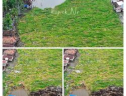 Aliran Sungai Menyempit, Eceng Gondok di Terate–Belanti Segera Dibersihkan