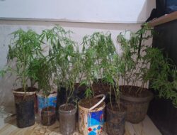 Dapur Rumah Jadi Lokasi Tanam Ganja, Polisi Amankan 44 Batang Dan Sabu