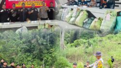 Operasi Gabungan Polda Sumsel Bongkar Ladang Ganja 20 Hektar di Empat Lawang, 220 Kg Ganja Dan Bandar Utama Ditangkap