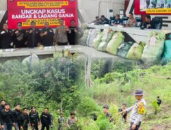 Operasi Gabungan Polda Sumsel Bongkar Ladang Ganja 20 Hektar di Empat Lawang, 220 Kg Ganja Dan Bandar Utama Ditangkap