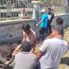 Semangat Kebersamaan Warnai Qurban di Gampong Meunasah Blang, Dua Ekor Sapi Dibagikan untuk 130 KK