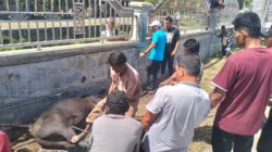 Semangat Kebersamaan Warnai Qurban di Gampong Meunasah Blang, Dua Ekor Sapi Dibagikan untuk 130 KK