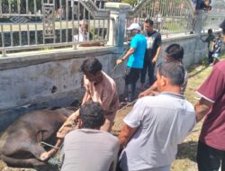 Semangat Kebersamaan Warnai Qurban di Gampong Meunasah Blang, Dua Ekor Sapi Dibagikan untuk 130 KK