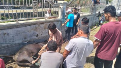 Semangat Kebersamaan Warnai Qurban di Gampong Meunasah Blang, Dua Ekor Sapi Dibagikan untuk 130 KK