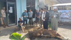 PWI Sumsel Sembelih 4 Sapi dan 1 Kambing pada Idul Adha 1447 H