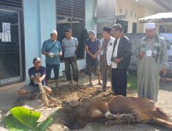 PWI Sumsel Sembelih 4 Sapi dan 1 Kambing pada Idul Adha 1447 H