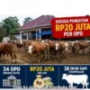 Diduga Ada Permintaan Dana Rp20 Juta Per OPD Untuk Pembelian Hewan Kurban di Lahat