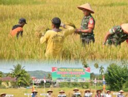 Panen Padi Perdana Di Lahan Kompi Produksi Kodim 0102/Pidie, Perkuat Ketahanan Pangan Di Wilayah Pedalaman