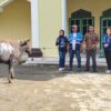 CSR PT ARA: Tujuh Desa di Wasile Terima Bantuan Sapi Kurban