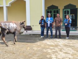 CSR PT ARA: Tujuh Desa di Wasile Terima Bantuan Sapi Kurban