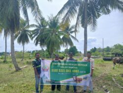 CSR PT. Bartra Putra Mulia, Desa Umera Terima 2 Ekor Sapi Kurban