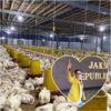 Akademisi Unmura Angkat Bicara, Kandang Ayam di Desa Suro Harus Sesuai RT/RW dan Dokumen Lingkungan