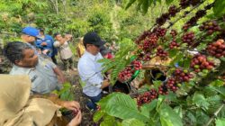 PTBA dan Pemkot Sawahlunto Panen Kopi Bersama, Dorong Ekonomi Petani Berkelanjutan