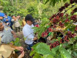 PTBA dan Pemkot Sawahlunto Panen Kopi Bersama, Dorong Ekonomi Petani Berkelanjutan
