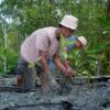 Kolaborasi Warga dan PTBA Pulihkan Mangrove Pasir Sakti, Bentengi Pesisir dari Abrasi