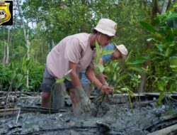 Kolaborasi Warga dan PTBA Pulihkan Mangrove Pasir Sakti, Bentengi Pesisir dari Abrasi