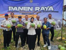 Program Ketahanan Pangan Berbuah Manis, Lapas Pangkalpinang Raup Panen 231 Kg Semangka
